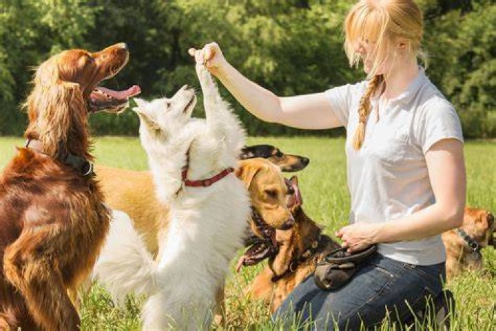 What do animal trainers do in a day?