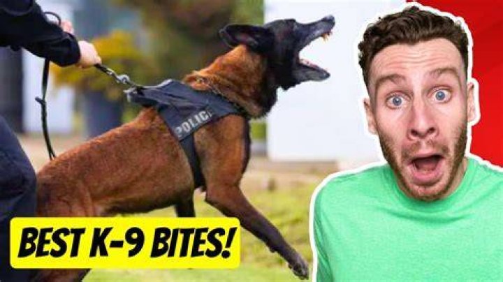 What do K9 mean?