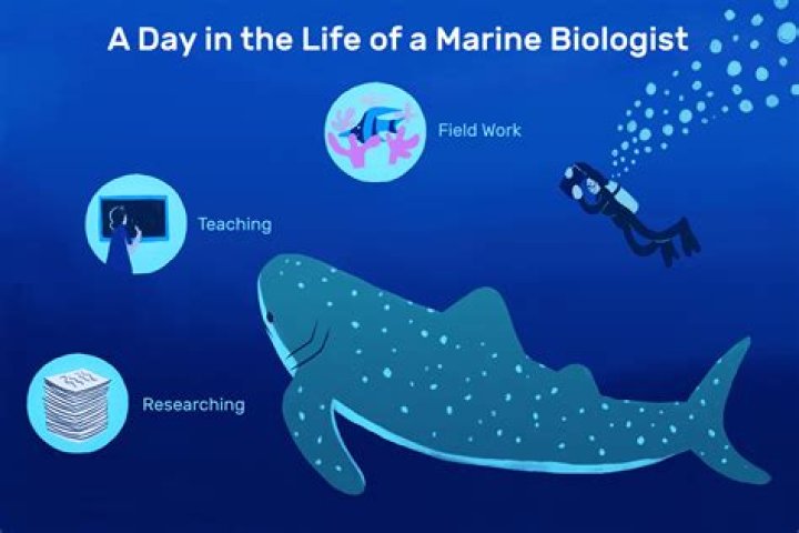 What do marine biologists do on a normal day?