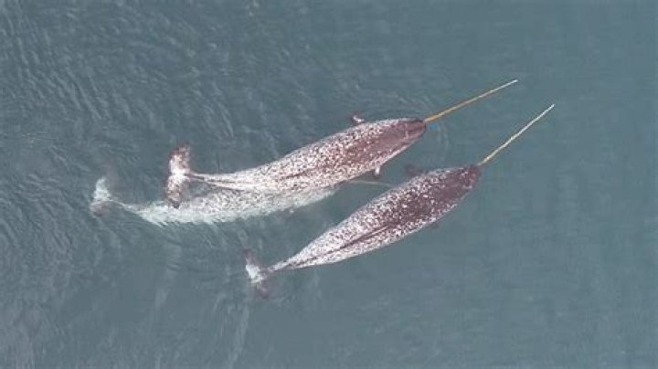 What do narwhals represent?