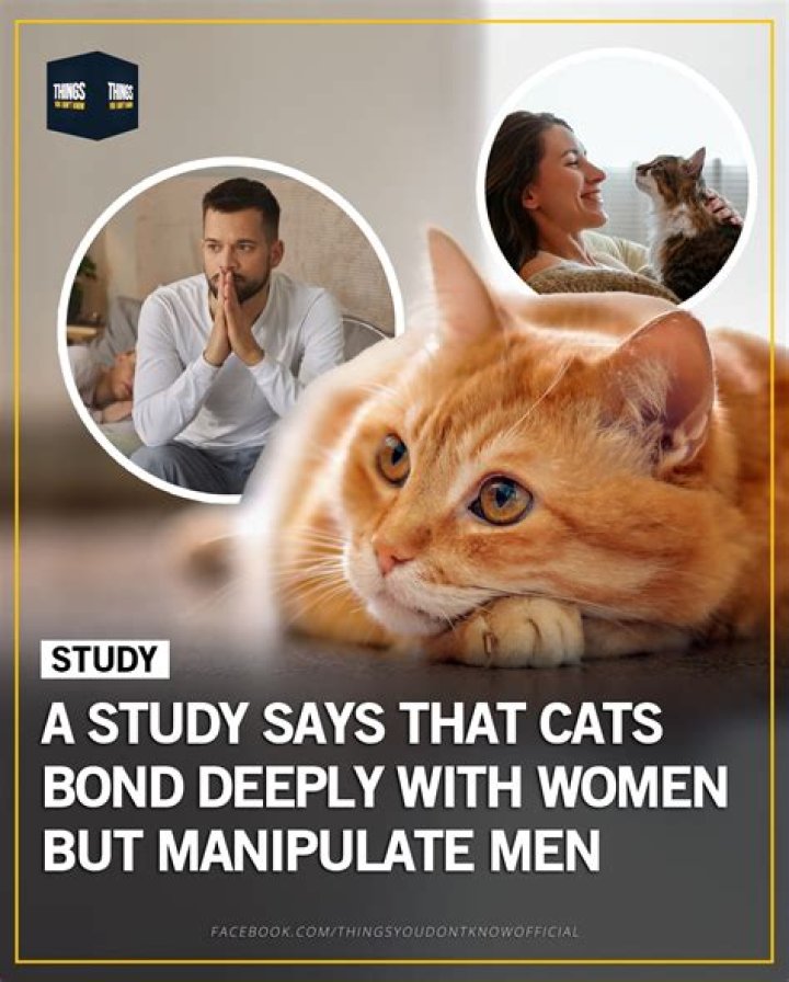 What do u call someone who studies cats?