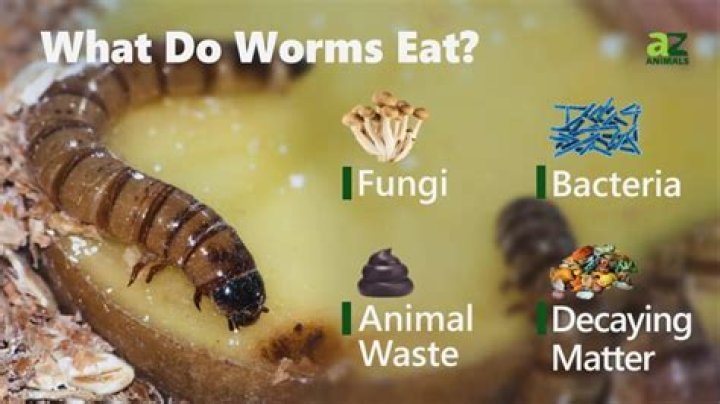 What do worms like to eat most?