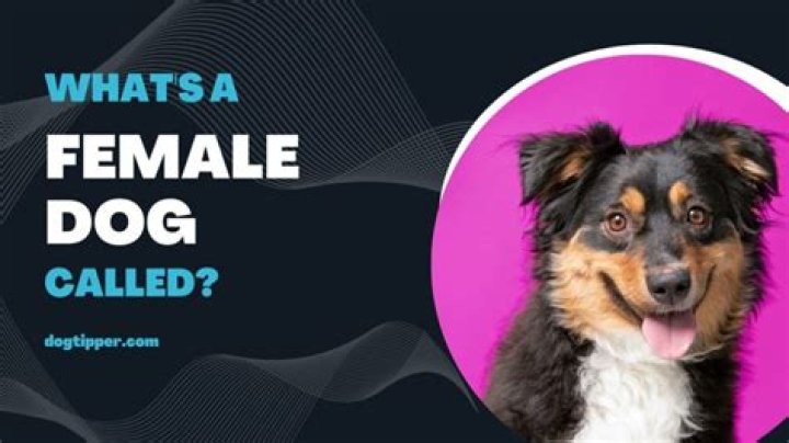What do you call a female entrepreneur?