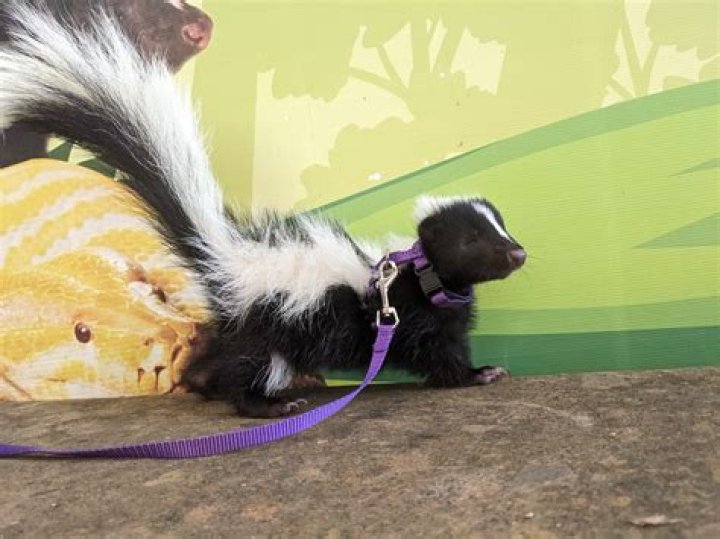 What do you do if a skunk sprays your house?