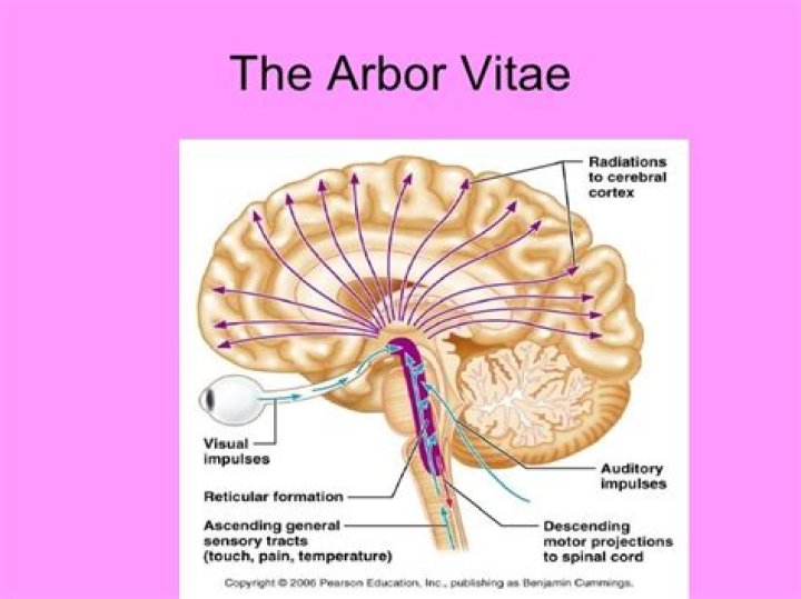What does arbor vitae mean?