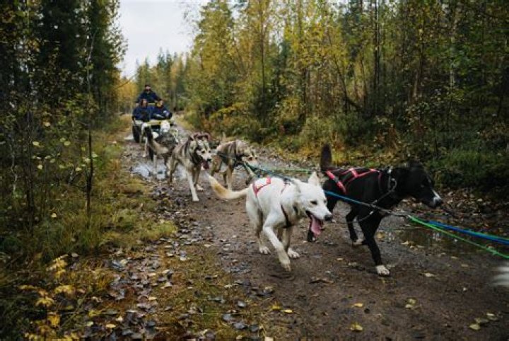 What does Gary Paulsen learn while running dogs on sandy logging roads?