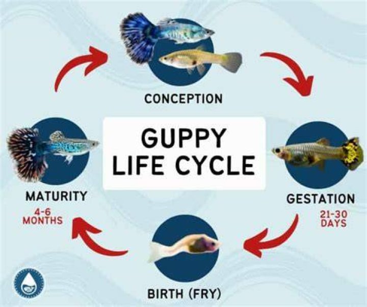 What does it take to be an animal biologist?