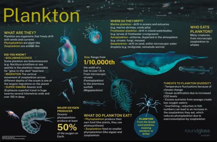 What exactly is plankton?