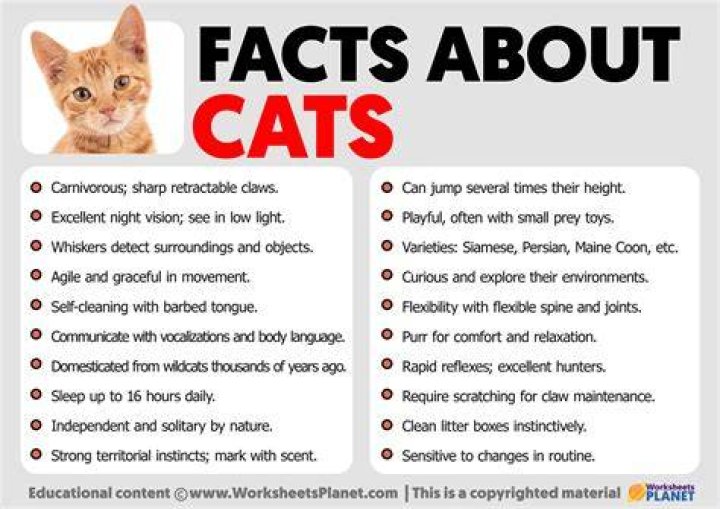 What is a CATS Bond?