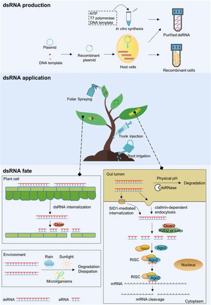 What is a unique characteristic of RNA?