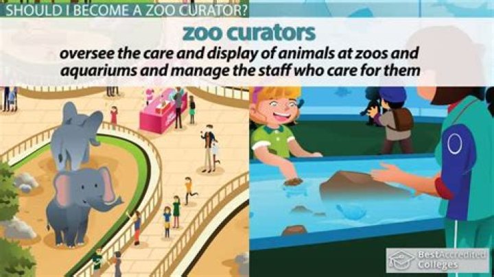 What is a zoo curator?