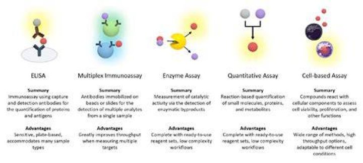 What is an assay example?
