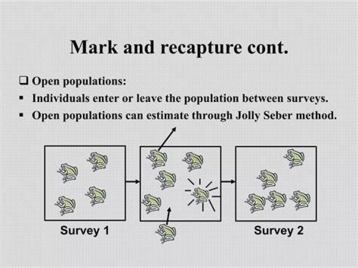 What is an example of Mark and recapture?