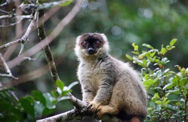 What is interesting about Madagascar?