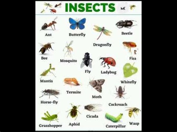 What is it called when you study insects?