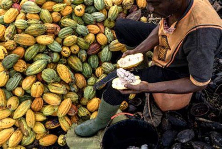 What is Ivory Coast main exports?