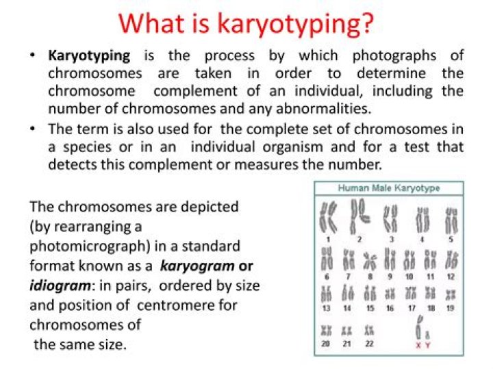 What is karyotyping in biology?