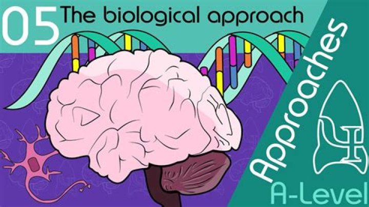 What is one strength of the biological approach?