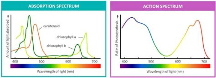 What is single overhead absorption rate?