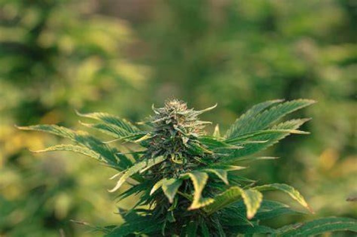 What is the best cannabis company to invest in Canada?