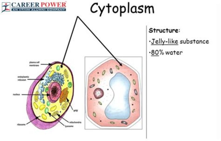 What is the color of cell cytoplasm?