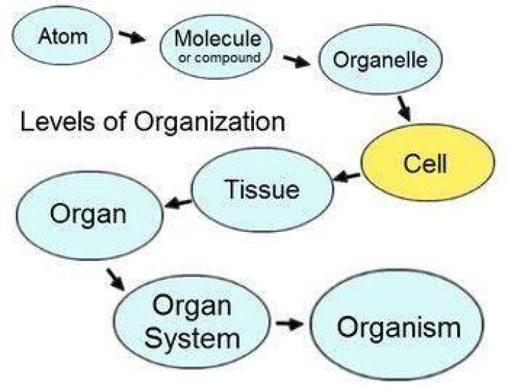 What is the correct order of the levels of structural organization?