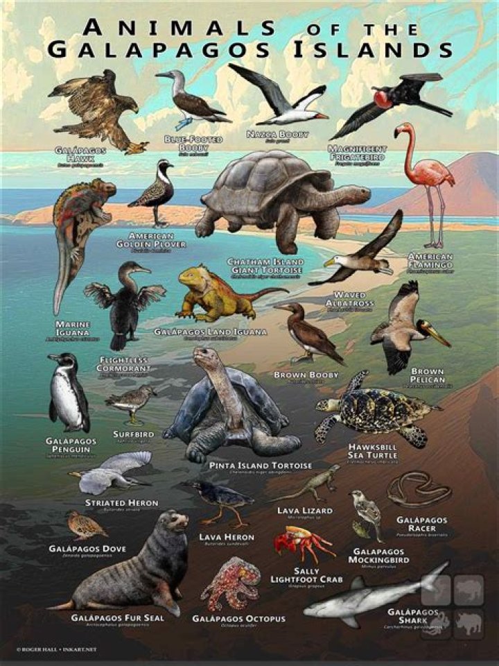 What is the currency of the Galapagos Islands?