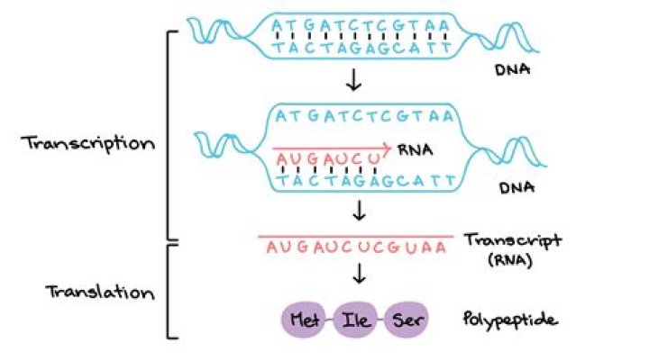 What is the goal of transcription and translation?