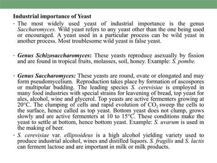 What is the importance of yeast in food industry?