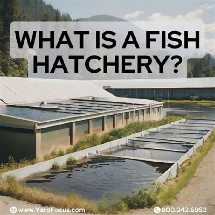 What is the main purpose of a fish hatchery?