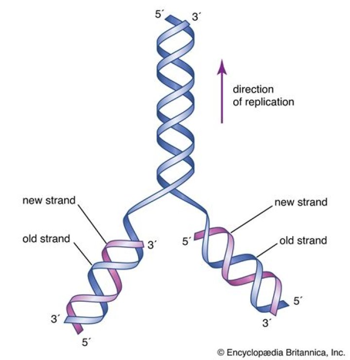 What is the model of DNA replication?