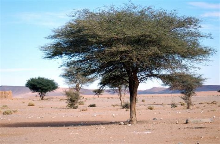 What is the national tree of UAE single choice?