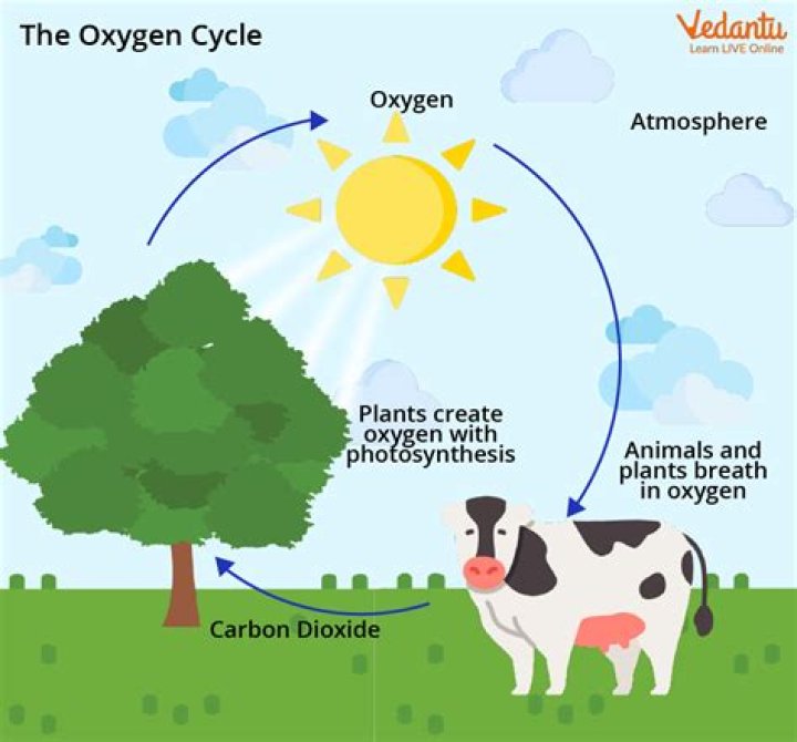 What is the process of taking in food and oxygen called?