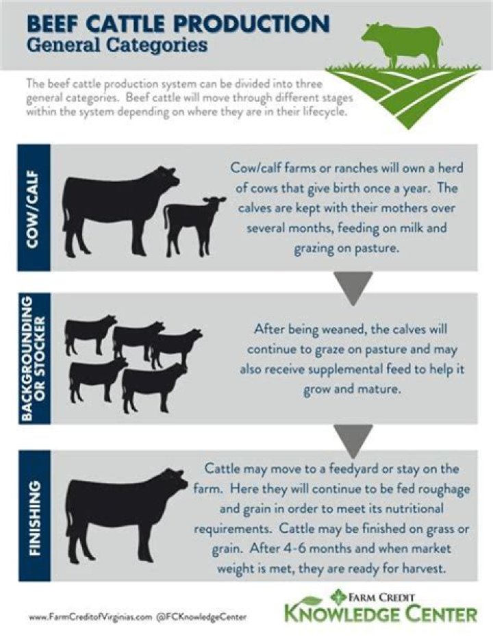 What led to the decline of the cattle industry?