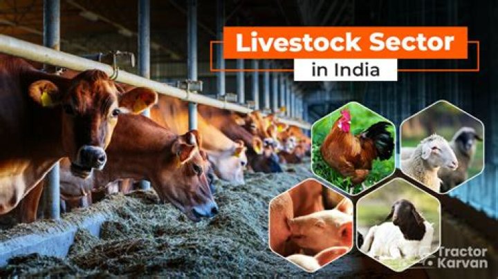 What makes up the livestock industry?