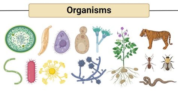 What organisms have overproduction?