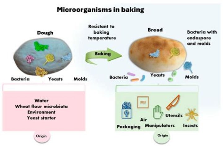 What organisms use bread for fermentation?