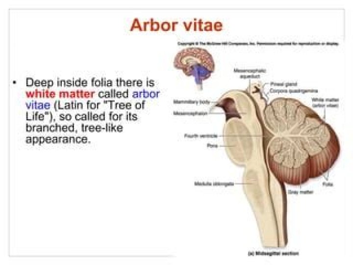 What part of brain has arbor vitae?