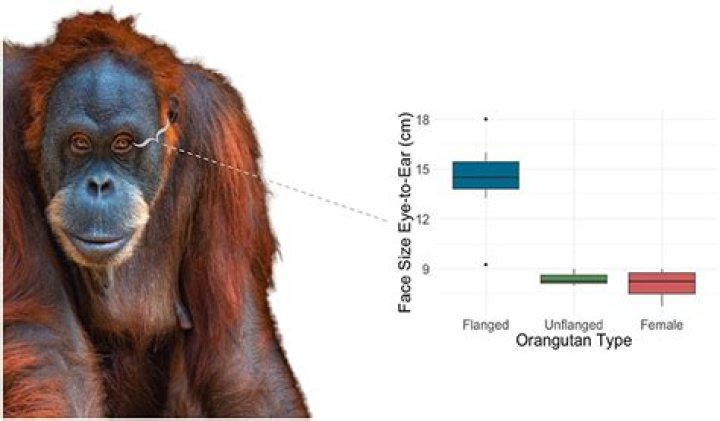 What problems do orangutans face?