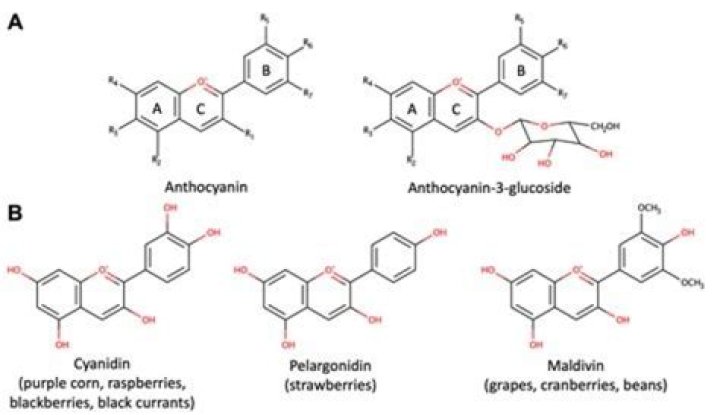 What process does anthocyanin play an important role?