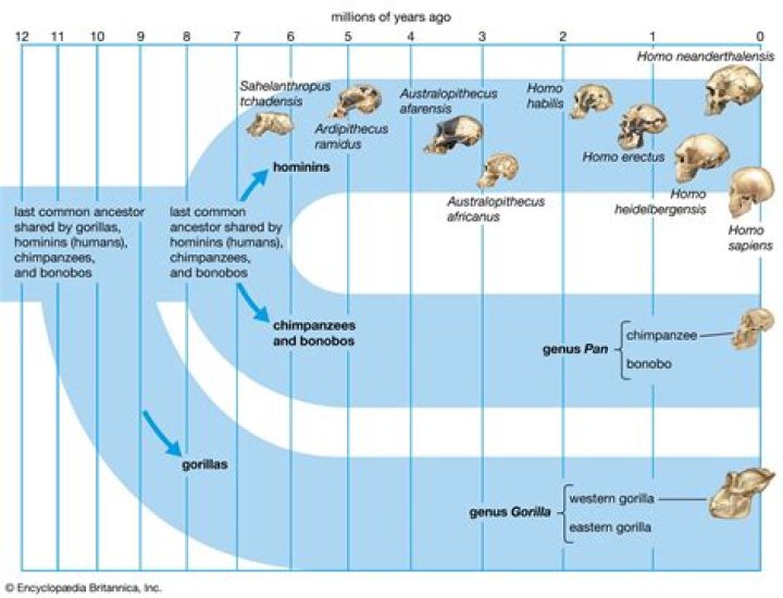 What professions study human evolution?