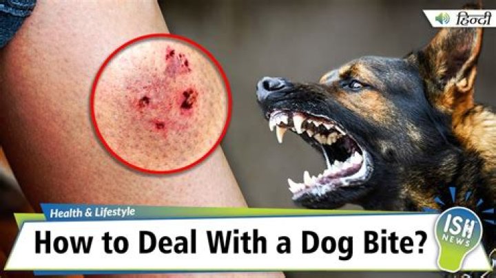 What should I do if my neighbors dog attacks my dog?