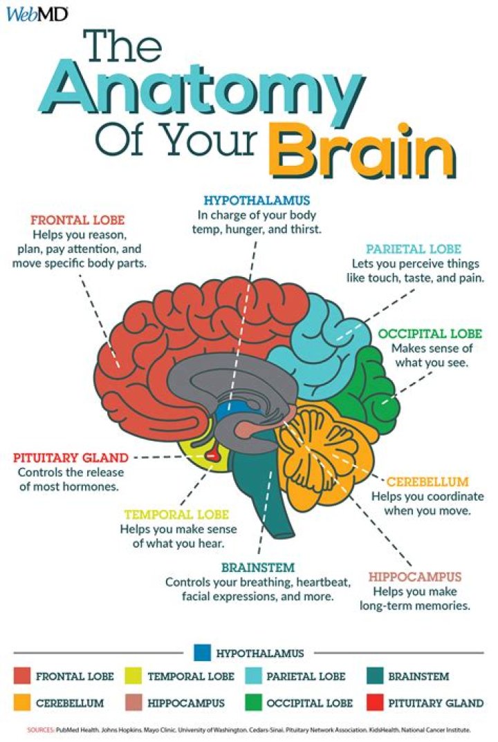 What study is the study of the brain?