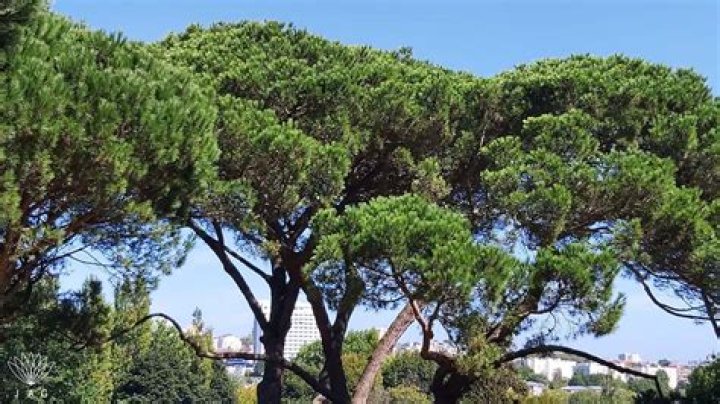 What trees are native to Portugal?