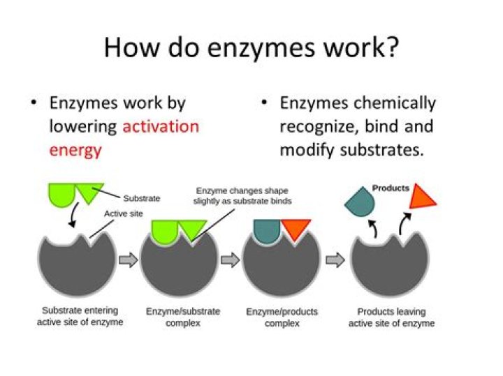 What type of enzymes are used in the industry?