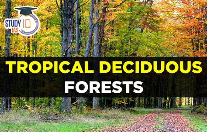 What type of forest is the mossy forest?