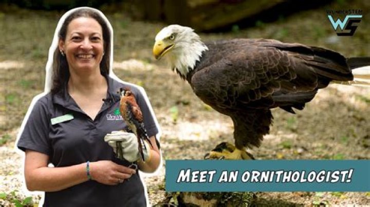 What types of animals does an ornithologist study?