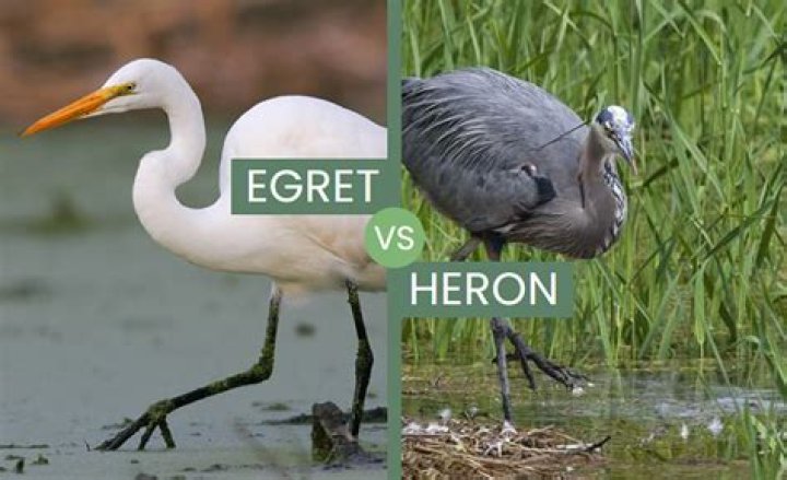 Whats the difference between a heron and an egret?