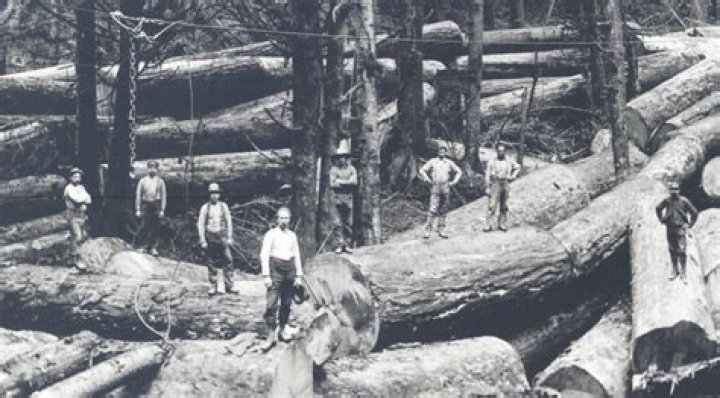 When did the timber industry start?