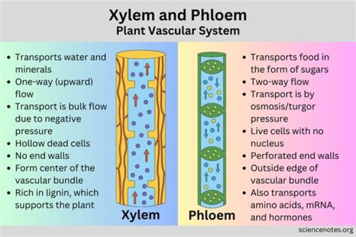 When was xylem founded?